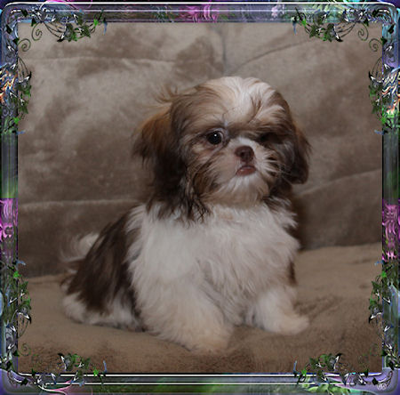 Kane Tiny little male chinese imperial shih tzu puppies for sale small teacup